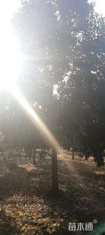 13公分大叶女贞