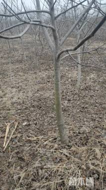 高度180厘米核桃