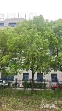25公分香樟