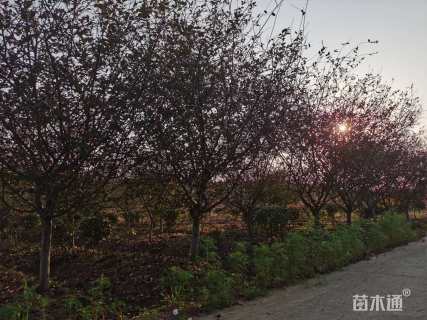 10公分垂丝海棠