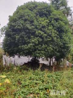 30公分桂花
