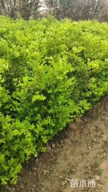 高度80厘米小叶黄杨