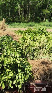 高度40厘米豆瓣黄杨