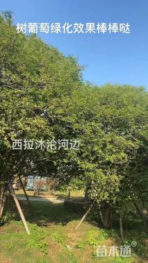 高度400厘米嘉宝果