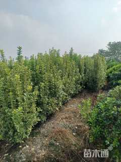 高度150厘米金边黄杨