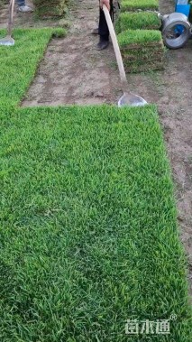 草卷状中华结缕草