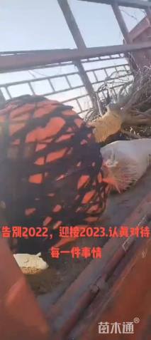 高度300厘米丛生紫薇