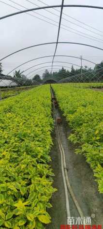 高度25厘米花叶假连翘