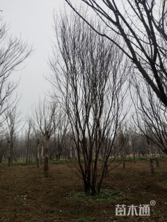 高度500厘米丛生元宝枫