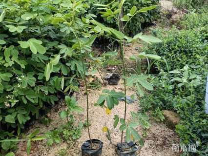 高度20厘米双荚决明