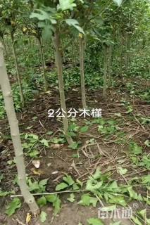 高度1.2厘米木槿