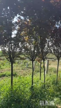 5公分紫叶李