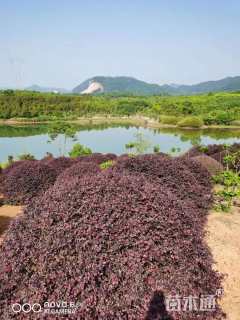 冠幅50厘米红花继木球