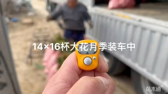 高度35厘米大花月季