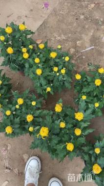 高度25厘米菊花