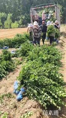 高度50厘米大叶黄杨小苗