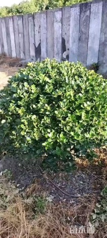 冠幅80厘米大叶黄杨球