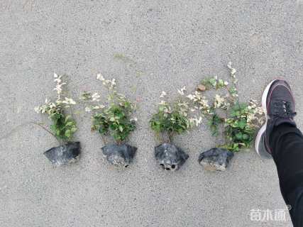 20厘米花叶络石