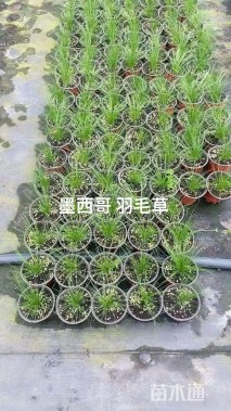 高度20厘米墨西哥羽毛草