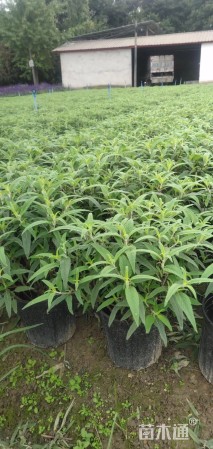 高度40厘米墨西哥鼠尾草