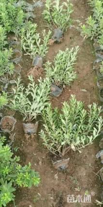 高度50厘米毛鹃