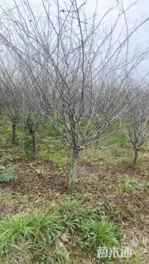 10公分垂丝海棠