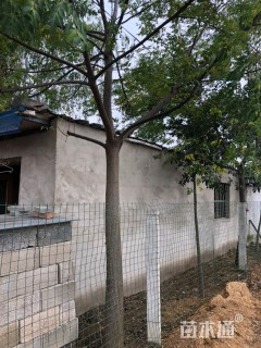 12公分苦楝