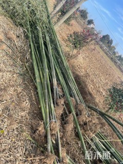 地栽苗青皮竹