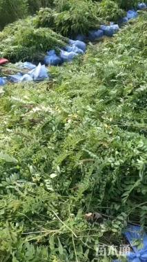 高度100厘米紫穗槐