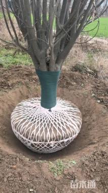 16公分紫叶李