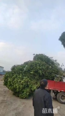 13公分丹桂