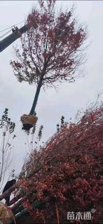 8公分美国红枫