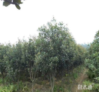 7公分红叶石楠