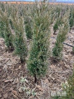 高度80厘米北京桧