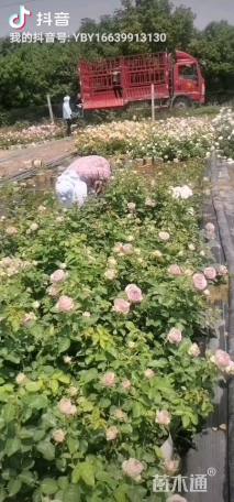高度40厘米香水月季
