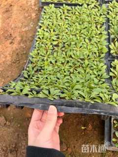 高度1厘米矮牵牛