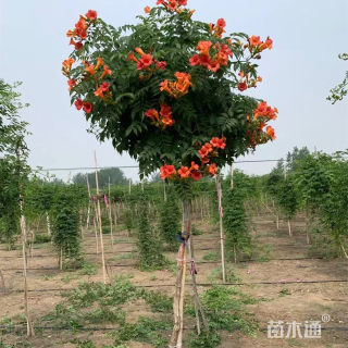 100厘米美国凌霄