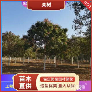 15公分栾树