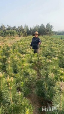 高度90厘米黑松