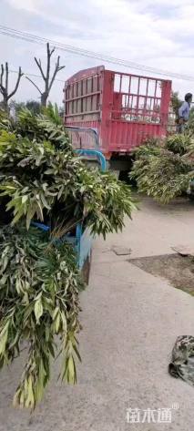 高度200厘米夹竹桃