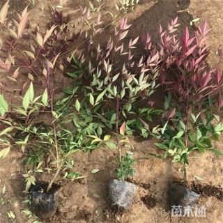 高度45厘米红天竹