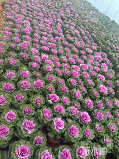 高度22厘米羽衣甘蓝