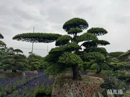 50公分罗汉松