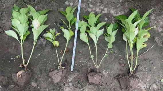 高度30厘米八仙花