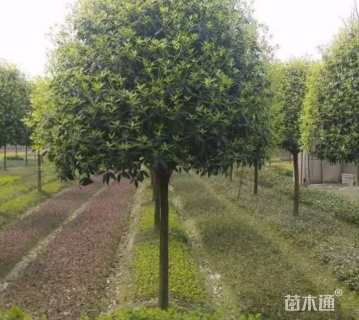 20公分桂花