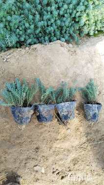 高度10厘米宿根亚麻