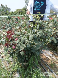 高度80厘米丛生月季