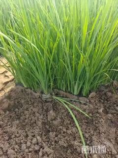 高度30厘米马兰头