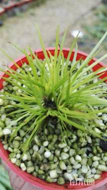 高度8厘米黄金姬菖蒲