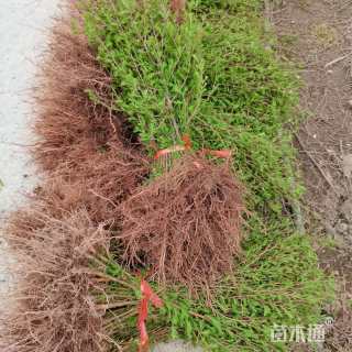 高度40厘米水杉小苗